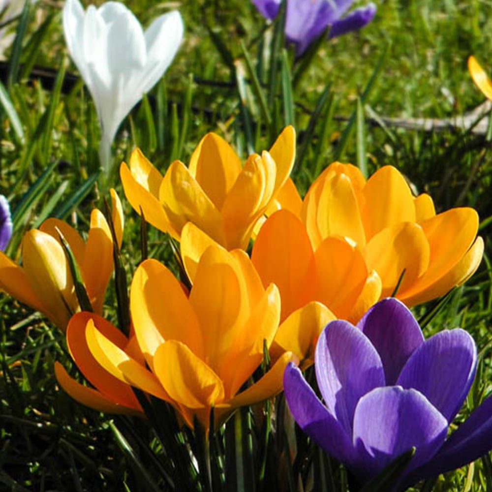 wilko Large Flowered Crocus Yellow Planting Bulb 20 Pack Image 1