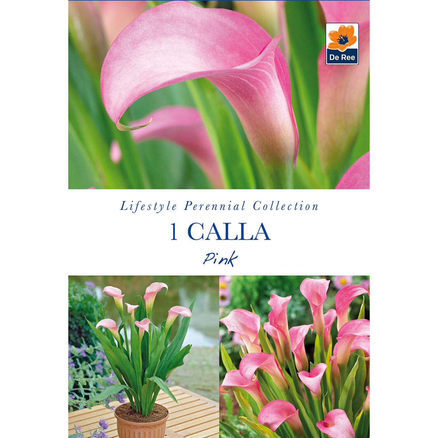 Lifestyle Perennial Bulbs Collection Image 21