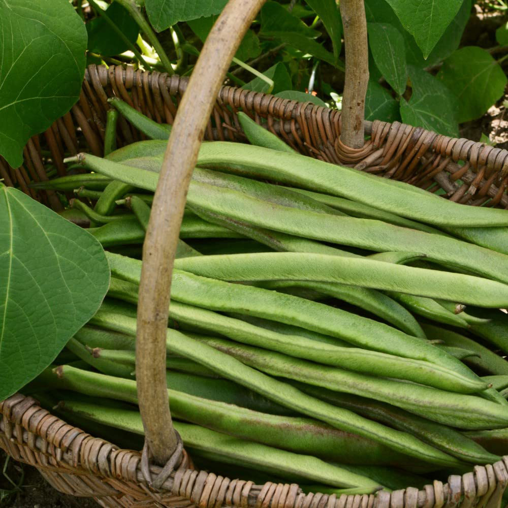 Thompson and Morgan Bean Runner White Swan Multi Sown Garden Ready Plant 15 Pack Image 1