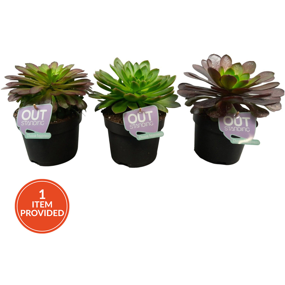 Semponium Succulent Plant in Pot Image
