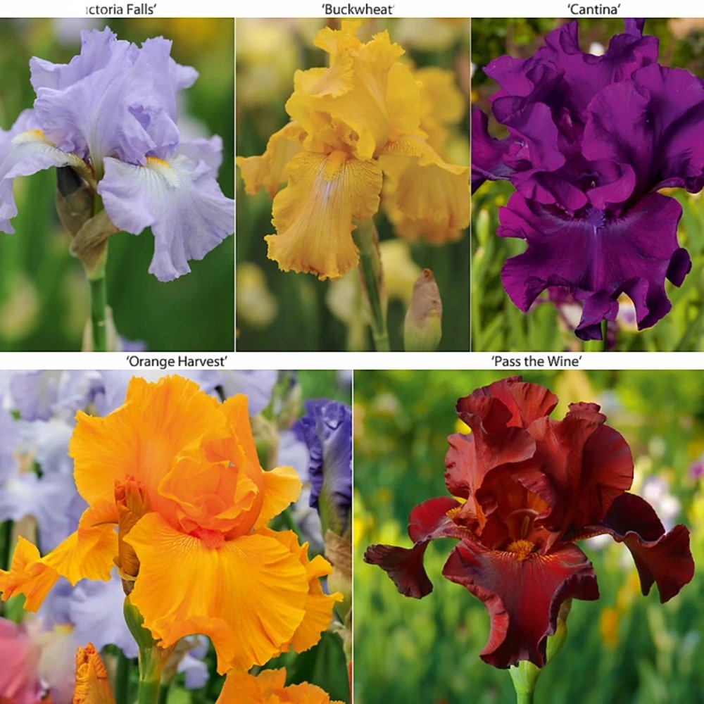 Thompson and Morgan Iris Re-Blooming Collection Rhizome 5 Pack Image 5