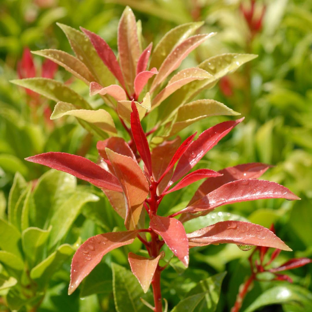 Thompson and Morgan Pieris Floribunda Forest Flame Plant in Pot 3L Image 1
