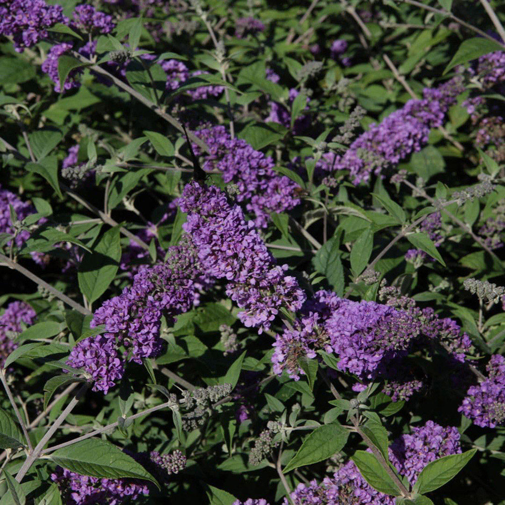 Thompson and Morgan Buddleja Blue Chip Plant Pot 3L 3 Pack Image 1