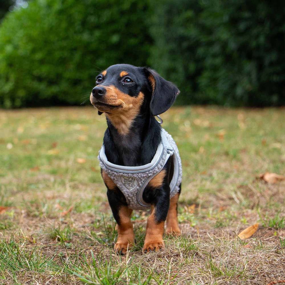 Small Bite Teddy Bear Harness Pebble Grey XXS Image 3
