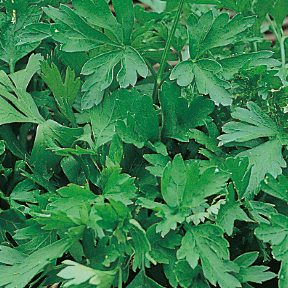 Pack of Parsley Plain Leaved 2 Seeds Image 2