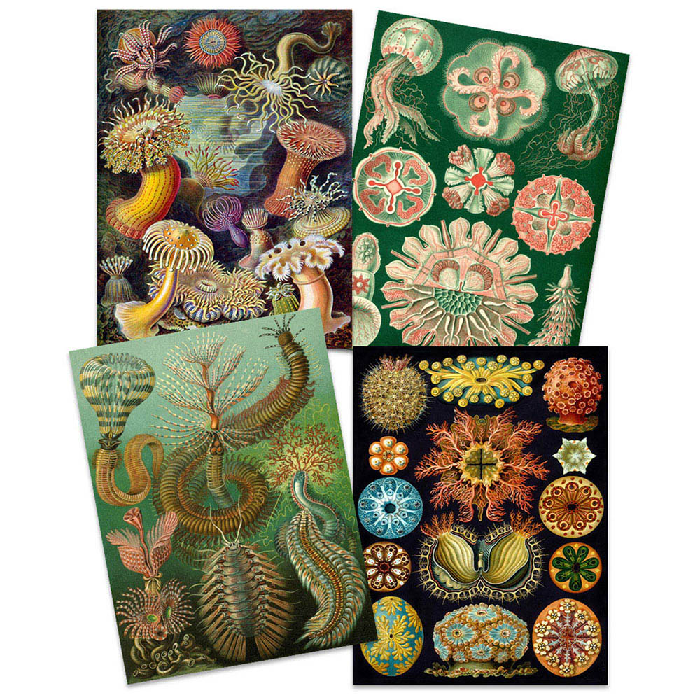 Artery8 Vintage Ernst Haeckel Botanical Colourful Wall Art Print 30 x 41cm 4 Pack Image 3