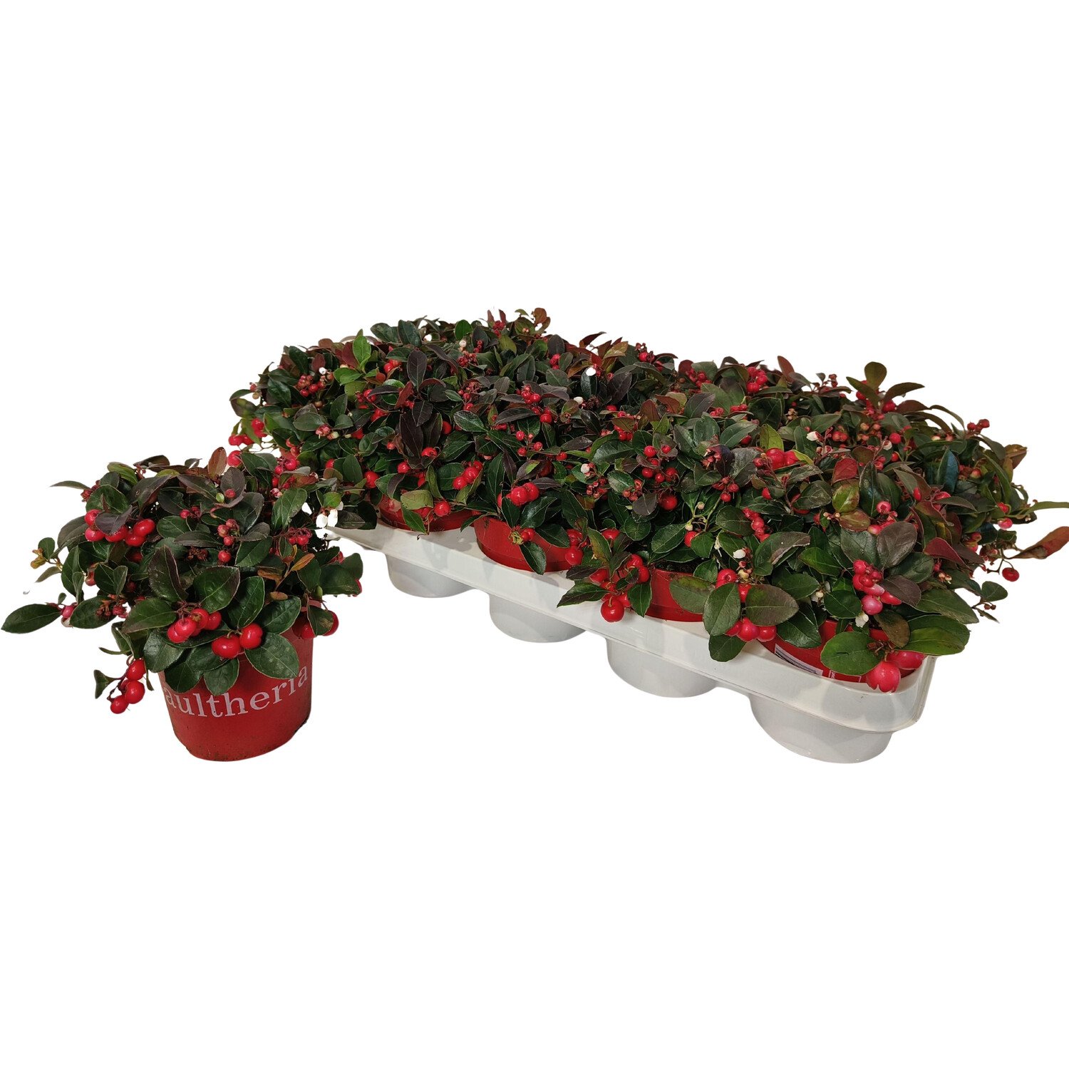 Gaultheria Big Berry Plant Red Image
