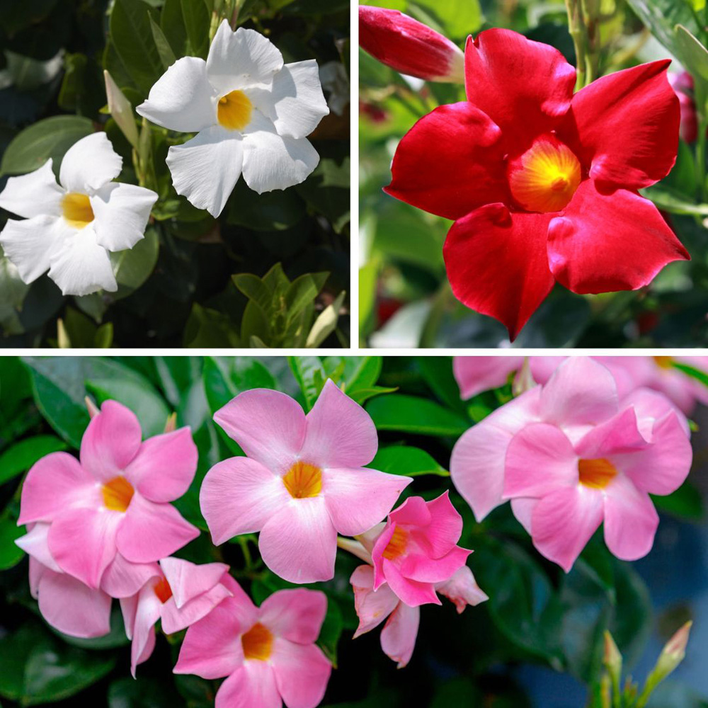 Thompson and Morgan Mandevilla Trio Plant Pot 10.5cm 3 Pack Image 1