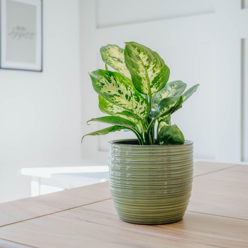 Thompson and Morgan Dieffenbachia Maculata Compacta Plant Pot 12cm 2 Pack Image 5