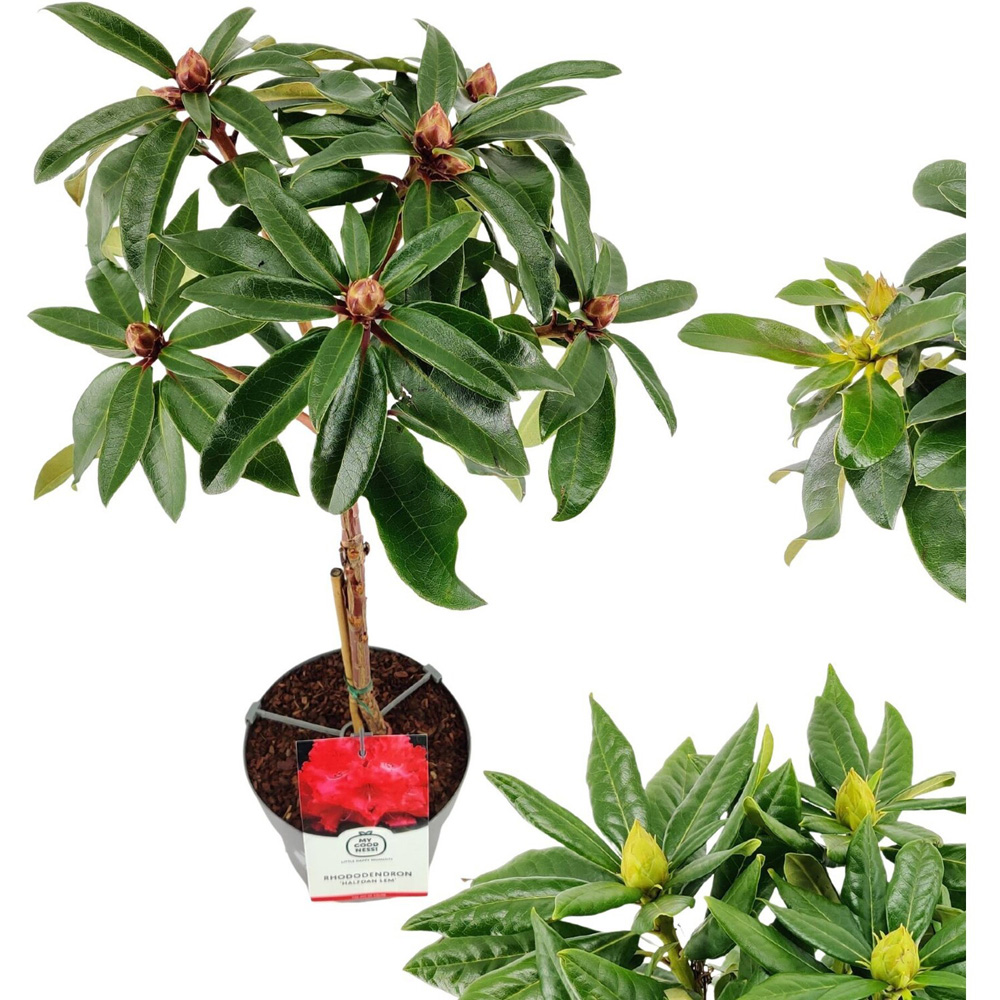 Rhododendron on Stem Plant Image 4