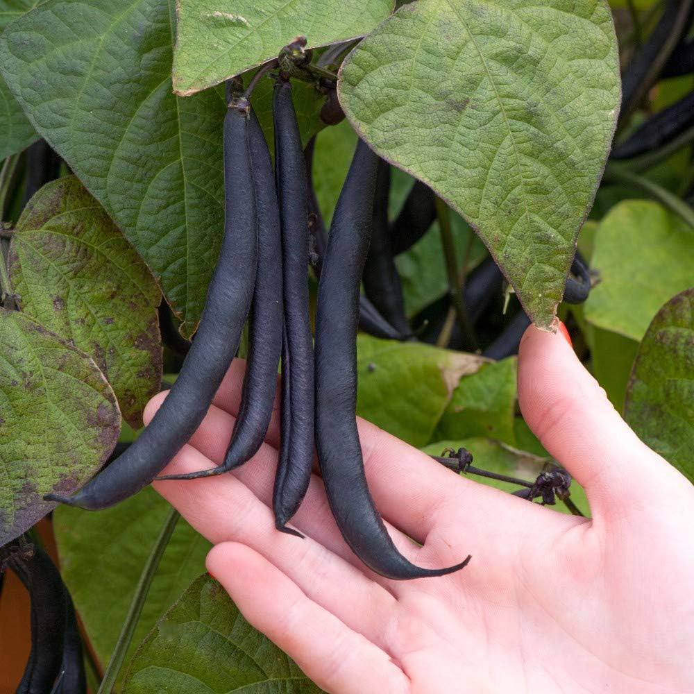 Thompson & Morgan Dwarf Bush Bean Purple Teepee 50 Seeds Packet Image 3