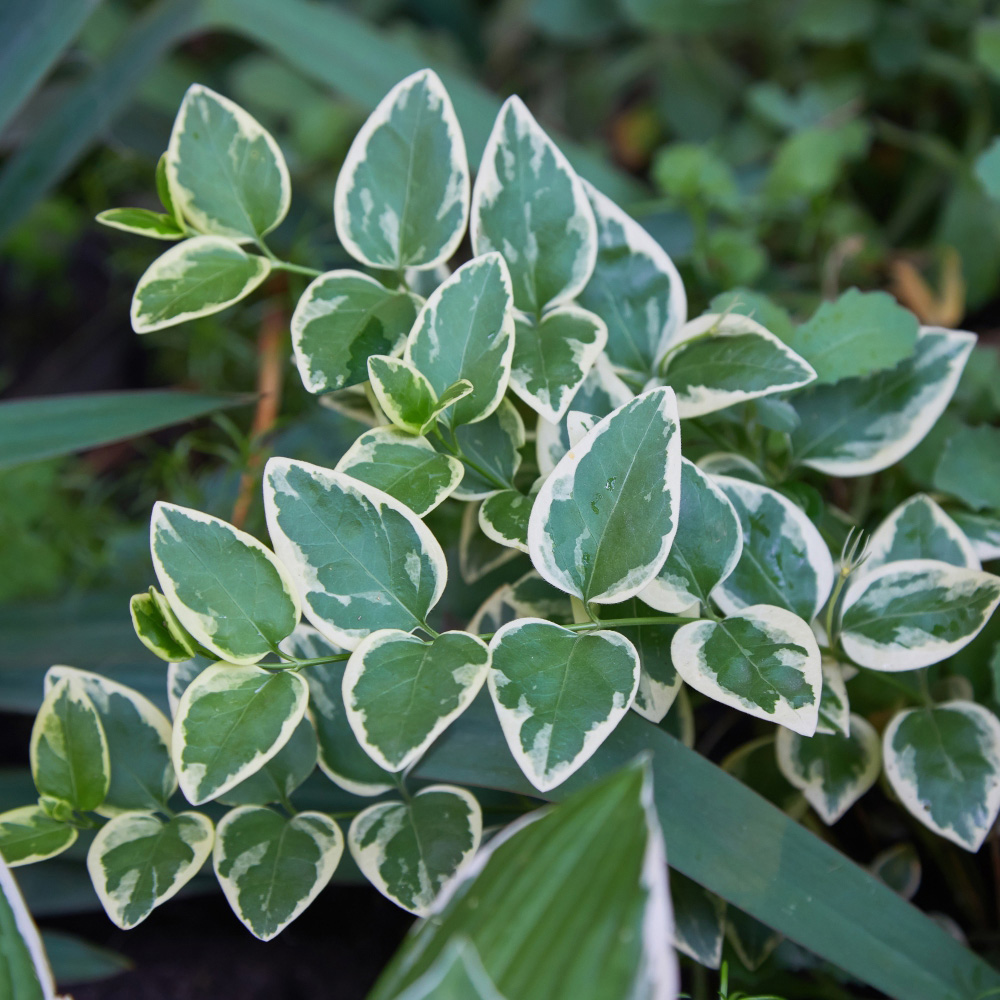Thompson and Morgan Euonymus Emerald Gaiety Potted Plant 9cm Image 1