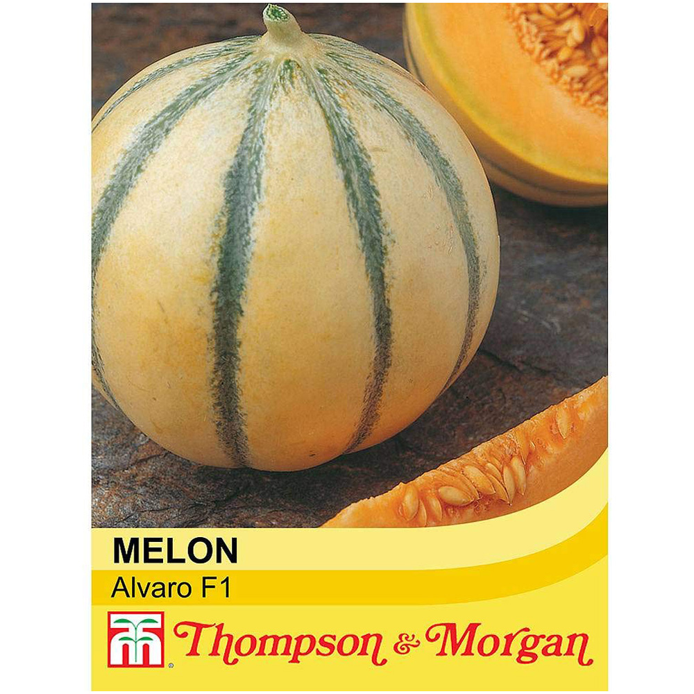 Thompson & Morgan Melon Alvaro F1 Hybrid Seeds Image 2