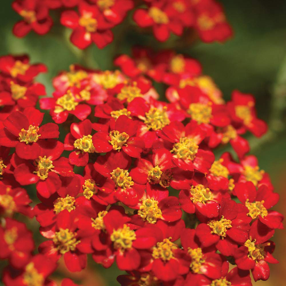 Thompson and Morgan Achillea Cerise Queen Plug Plant 48 Pack Image 1