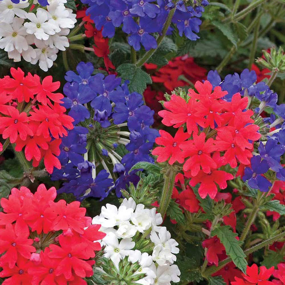 Thompson and Morgan Verbena Union Jack Garden Ready Plant 15 Pack Image 2