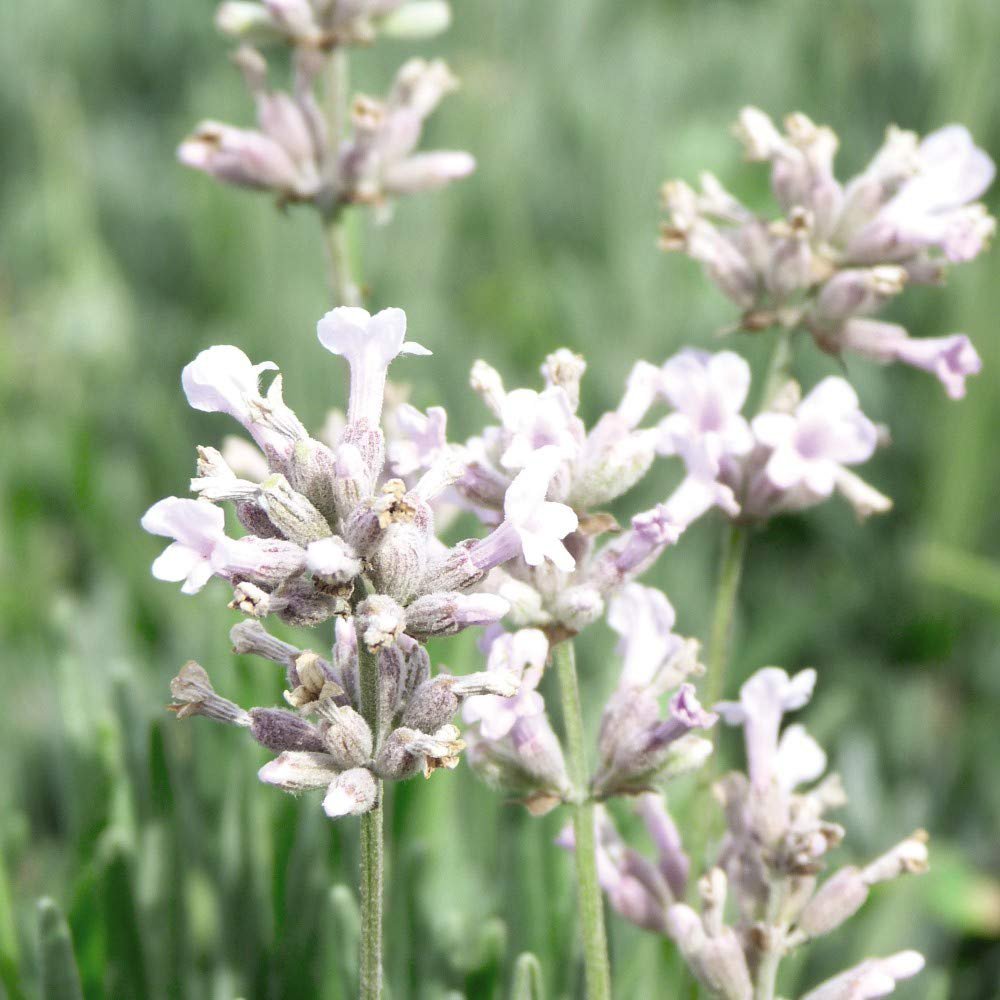 Thompson & Morgan Lavender Spicata Rosea Seeds Image