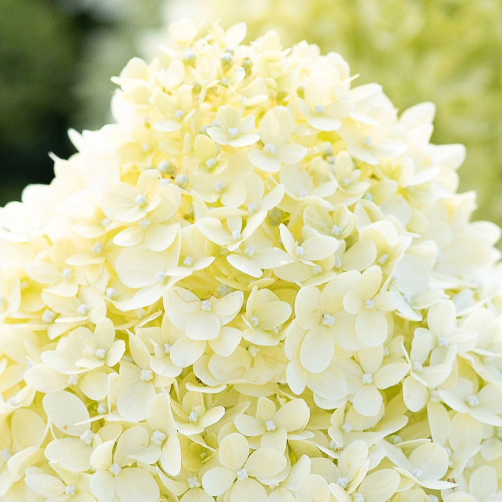 Thompson & Morgan Hydrangea Paniculata Living Cotton Cream Plant Pot 12cm Image 1