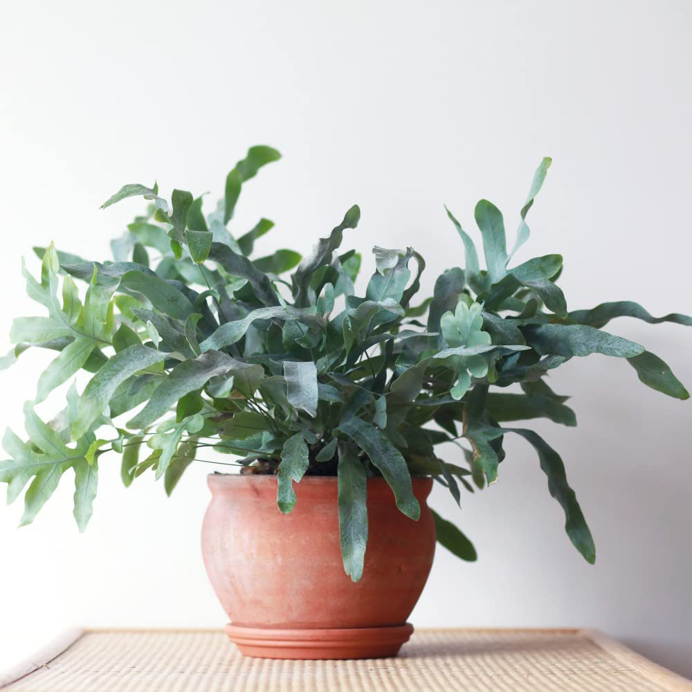 Thompson and Morgan Phlebodium Aureum Blue Star Plant Pot 12cm Image 1