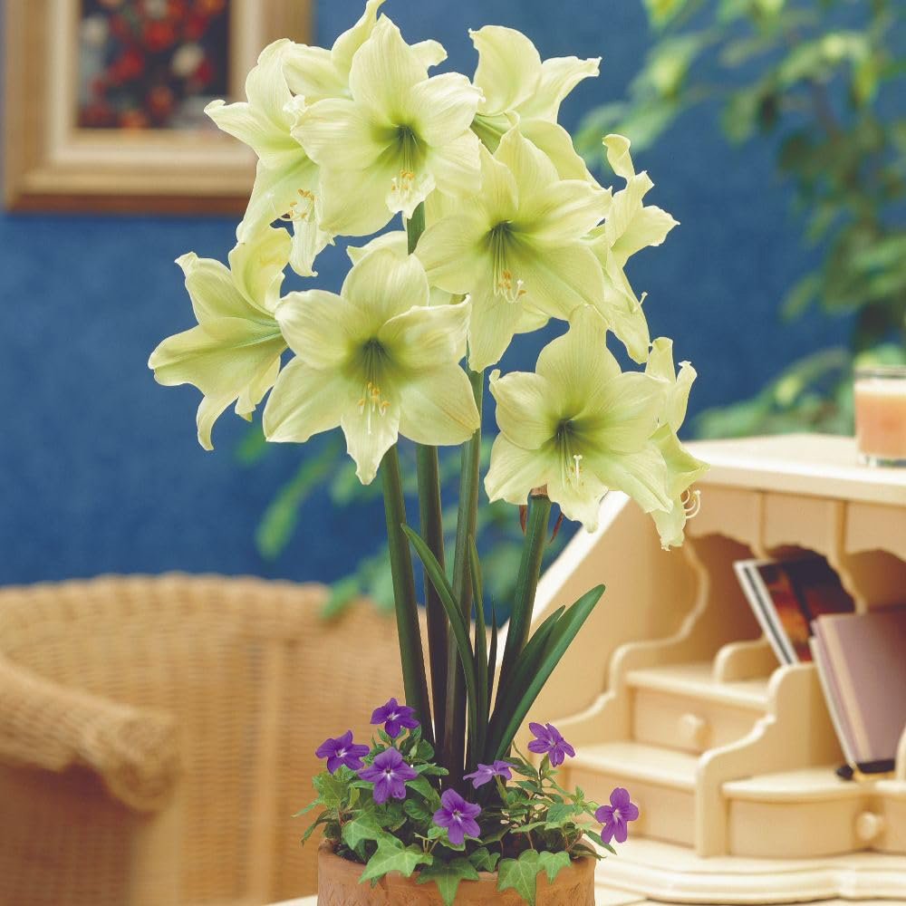 Thompson and Morgan Amaryllis Lemon Star Planting Bulb 2 Pack Image 2