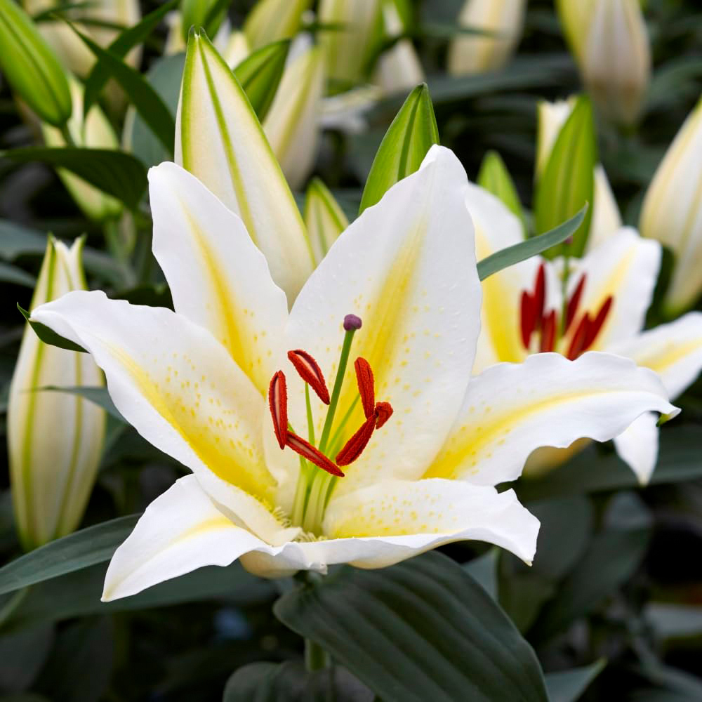 Thompson and Morgan Lily Giant Oriental Collection Bulbs 48 Pack Image 3