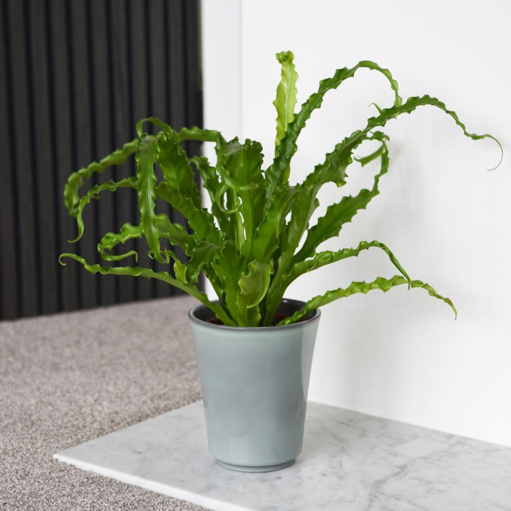Thompson and Morgan Asplenium Antiquum Osaka Plant Pot 12cm 2 Pack Image 5