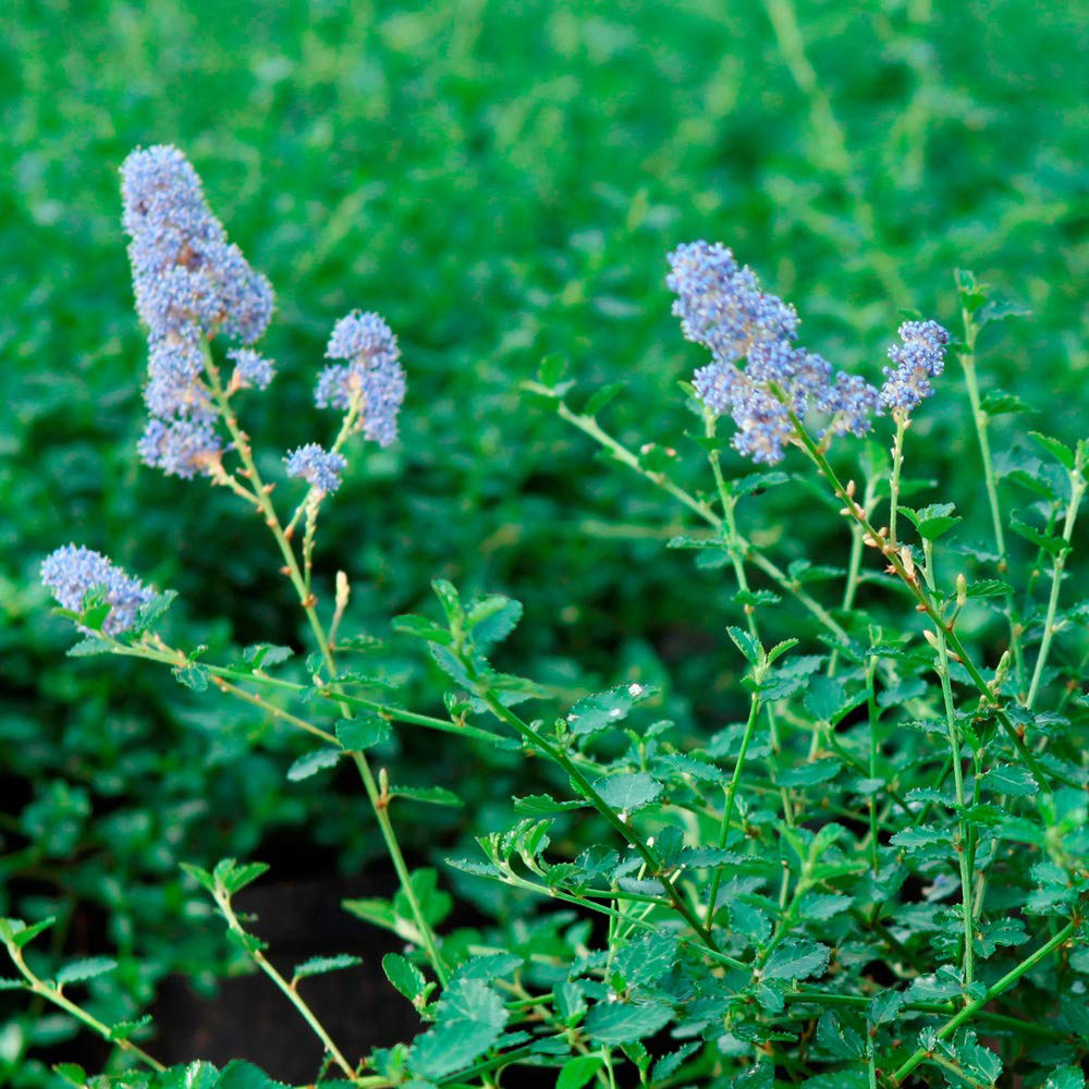 Thompson and Morgan Ceanothus Repens Plant Pot 3.6L 3 Pack Image 3