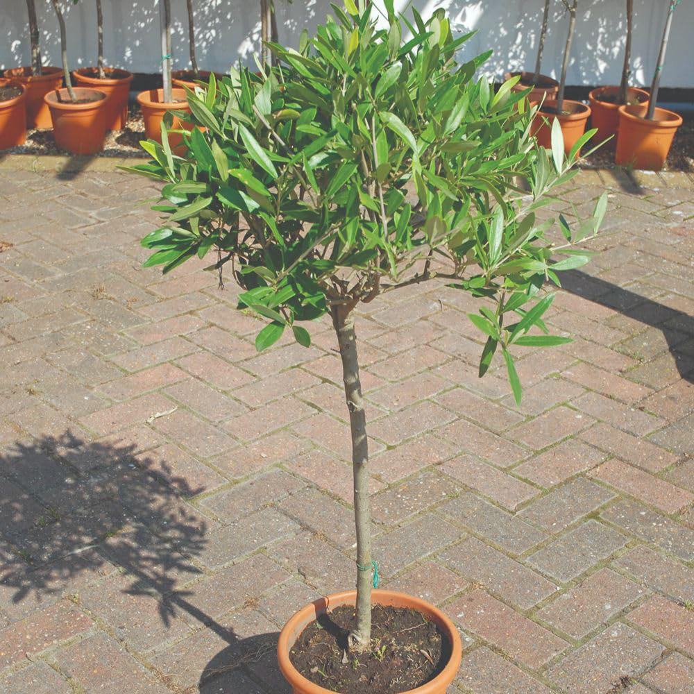 Thompson and Morgan Olea Olive Europaea Standard Plant Pot 18cm with Grey Planter Image 1