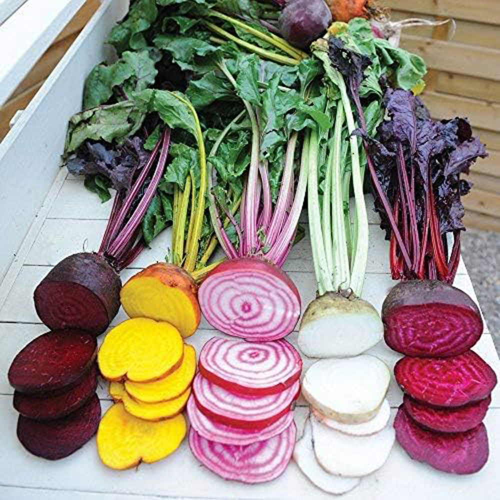 Thompson & Morgan Beetroot Rainbow Beet Seeds Image 1