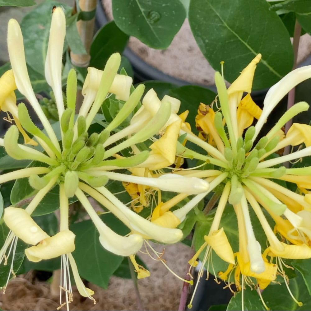 Thompson and Morgan Lonicera Periclymenum Sweet Sue Plant Pot 3L Image