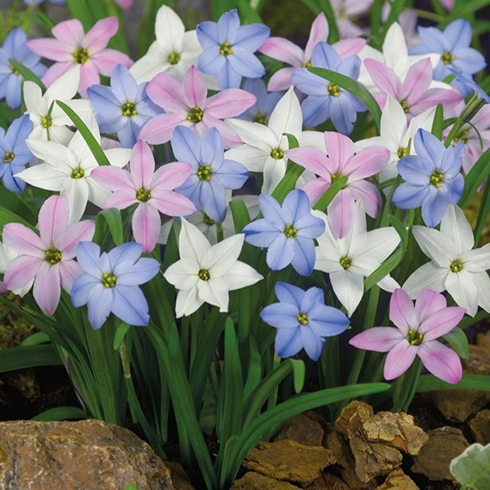 Thompson and Morgan Mixed Spring Planting Bulb 300 Pack Image 2