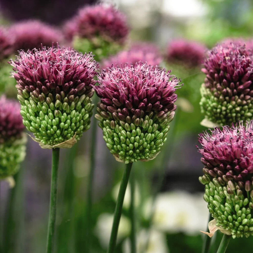 Thompson and Morgan Allium Drumstick Planting Bulb 80 Pack Image 3