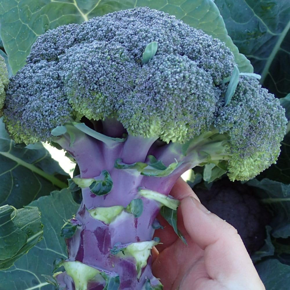 Thompson and Morgan Broccoli Purple Magic F1 Seeds Image