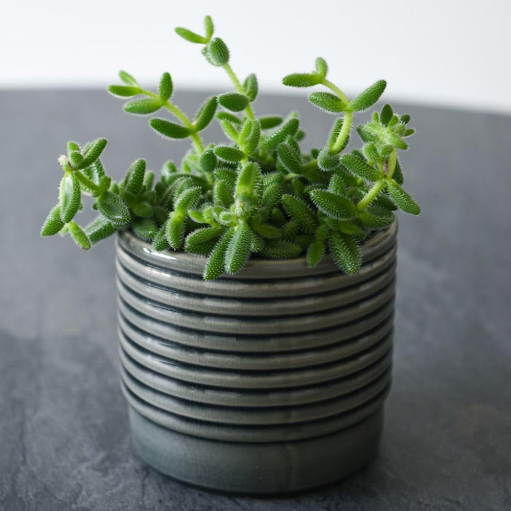 Thompson and Morgan Delosperma Echinatum Plant Pot 12cm 2 Pack Image 1