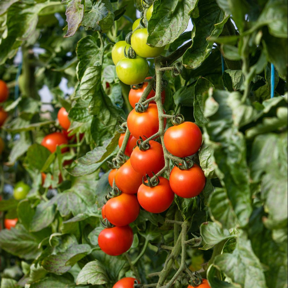 Thompson & Morgan Tomato Sweet Million Peat Free Plug Plant 3 Pack Image 2