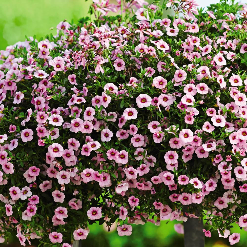 Thompson and Morgan Hanging Basket Collection Mix Postiplugs 15 Pack with Flower Seed Packet 5 Pack Image 2
