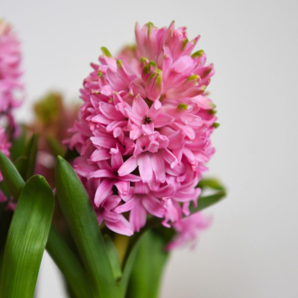 Thompson and Morgan Christmas Gift Hyacinth Scented Pink Pearl 5 Planting Bulb in Pot 16cm Image 6