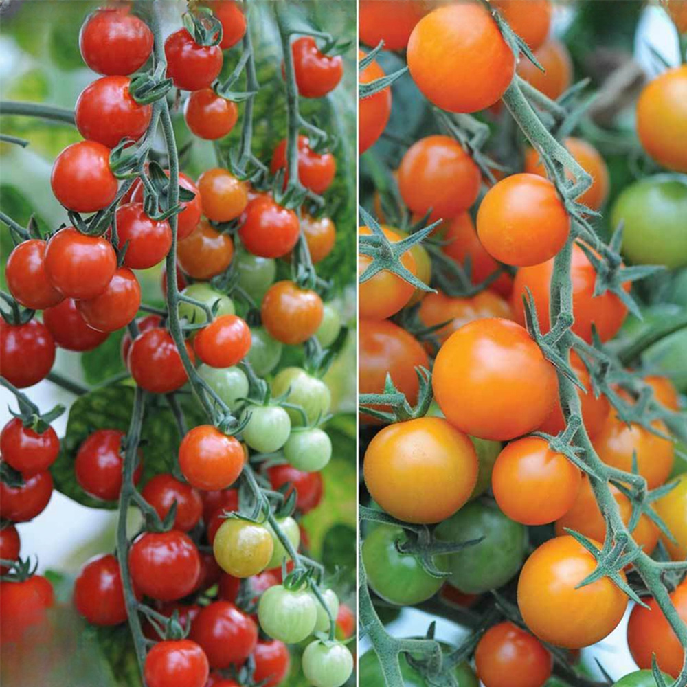Thompson & Morgan Tomato Sweetest Duo Peat Free Plug Plant 21mm 6 Pack Image 1