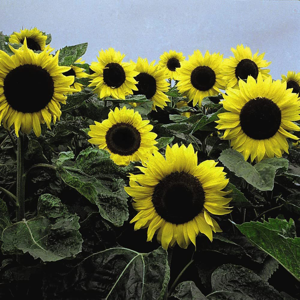 Thompson & Morgan F1 Hybrid Sunflower Elite Sun Packet Image 2