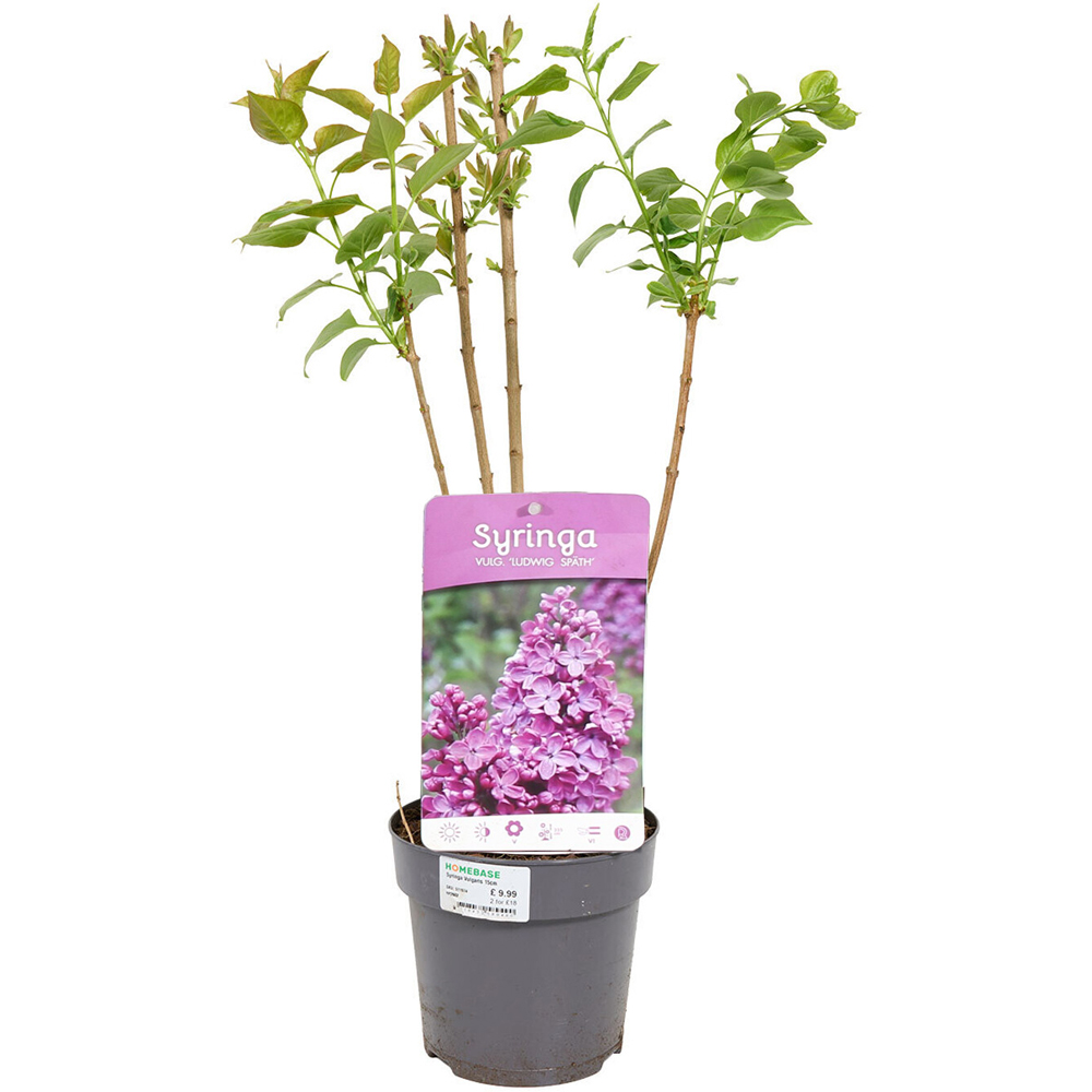 Syringa Vulgaris Plant Image 9