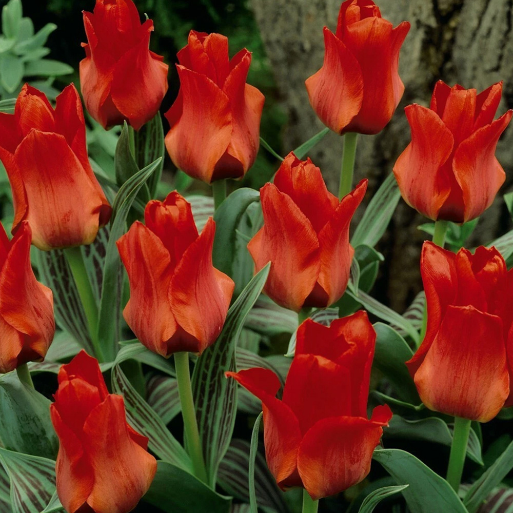 Thompson and Morgan Tulip Red Riding Hood Planting Bulb 8 Pack Image 1