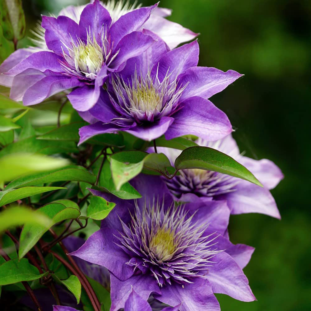 Thompson and Morgan Clematis Multi Blue Plant Pot 1.7L Image 1
