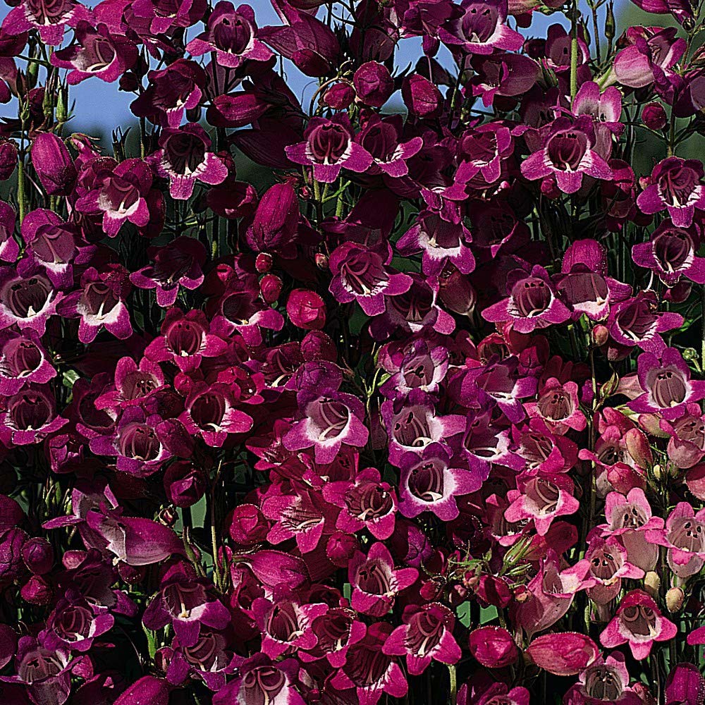 Thompson & Morgan Penstemon Miniature Bells Mixed Seeds Image