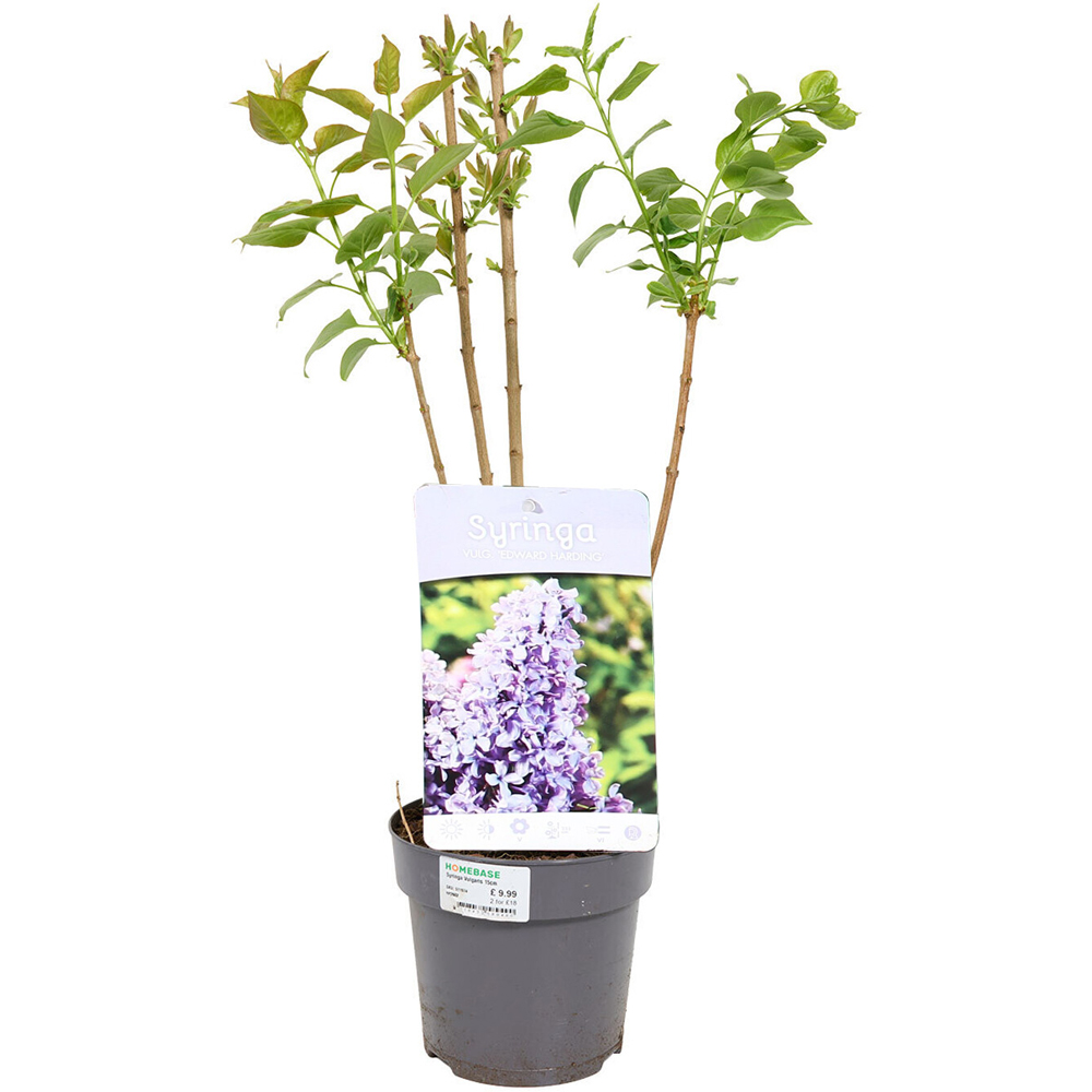 Syringa Vulgaris Plant Image 4
