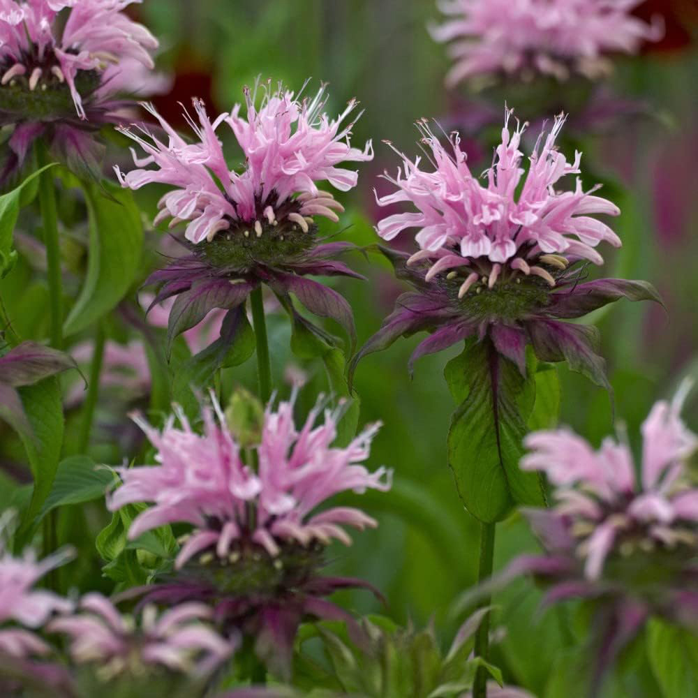 Thompson and Morgan Nurserymans Choice Perennial Cottage Garden Plant Pot 9cm x 9 Image 7