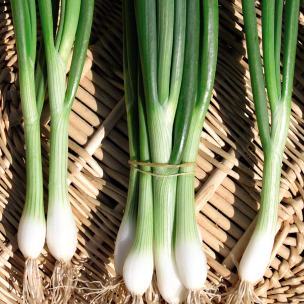 Thompson & Morgan Organic Spring Onion White Lisbon Seed Packet Image 1