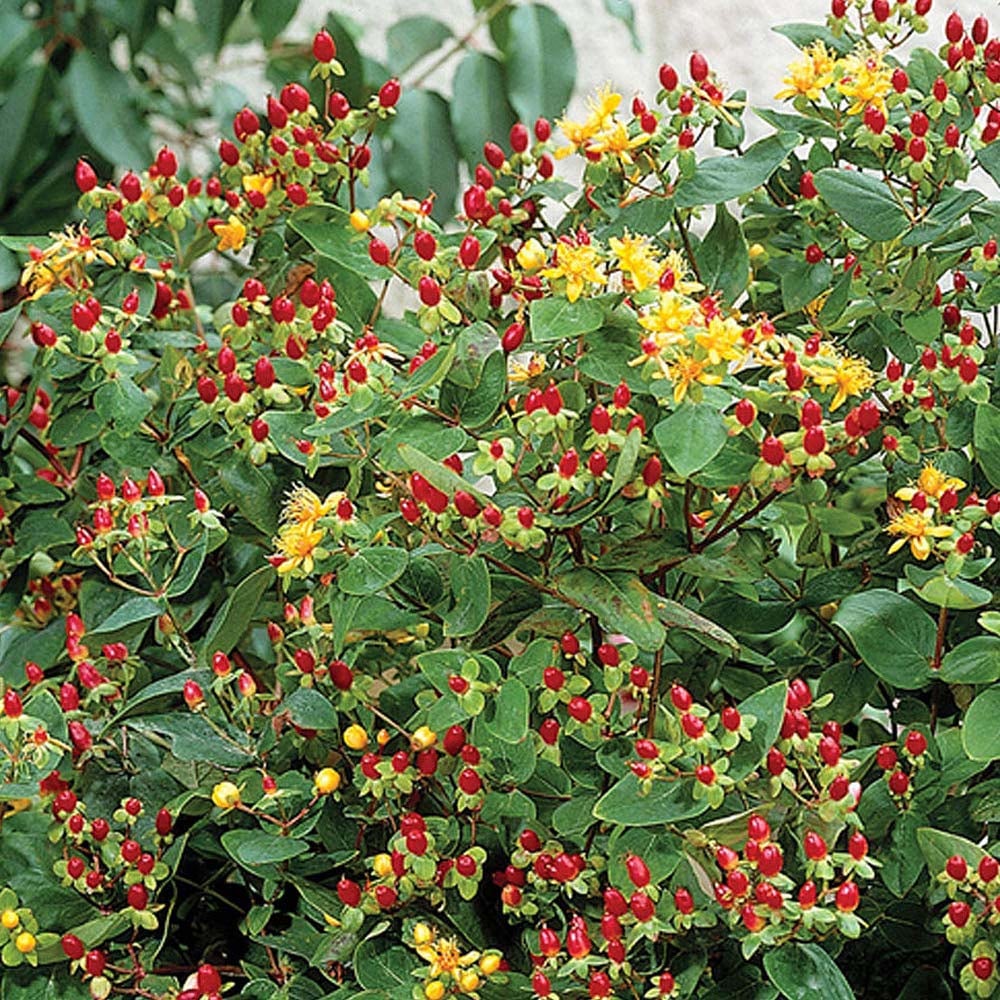 Thompson and Morgan Hypericum Orange Flair Plant Pot 9cm Image 1