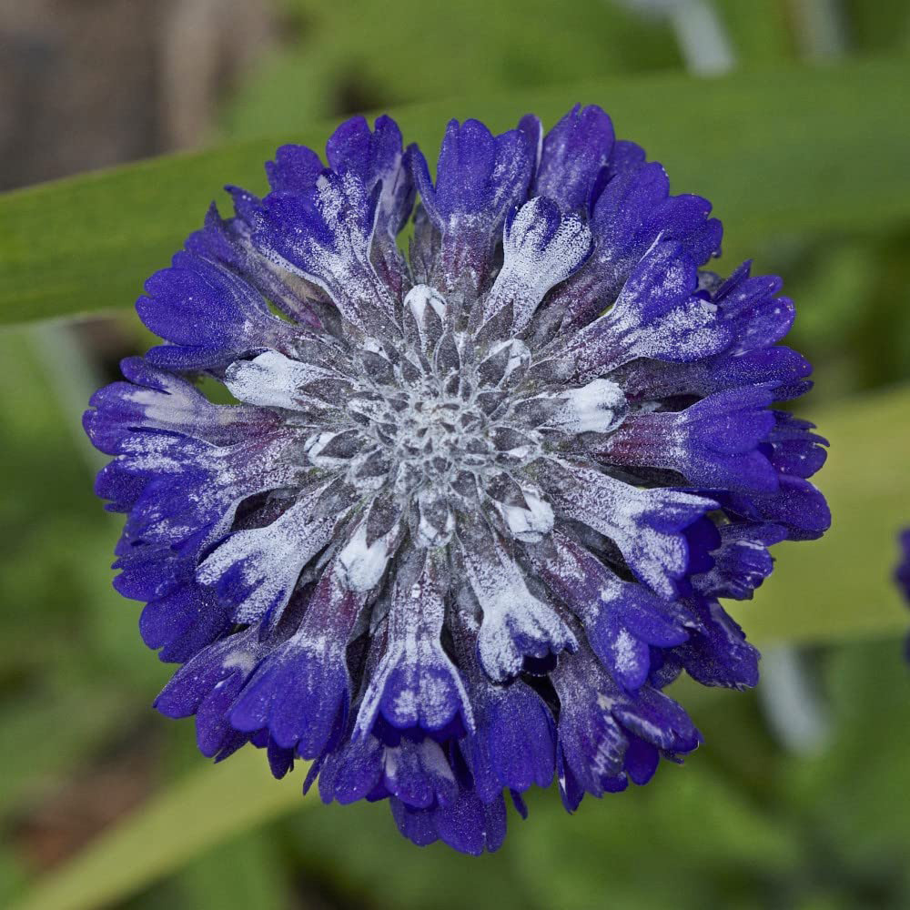 Thompson & Morgan Primula Capitata Noverna Deep Blue Seeds Image