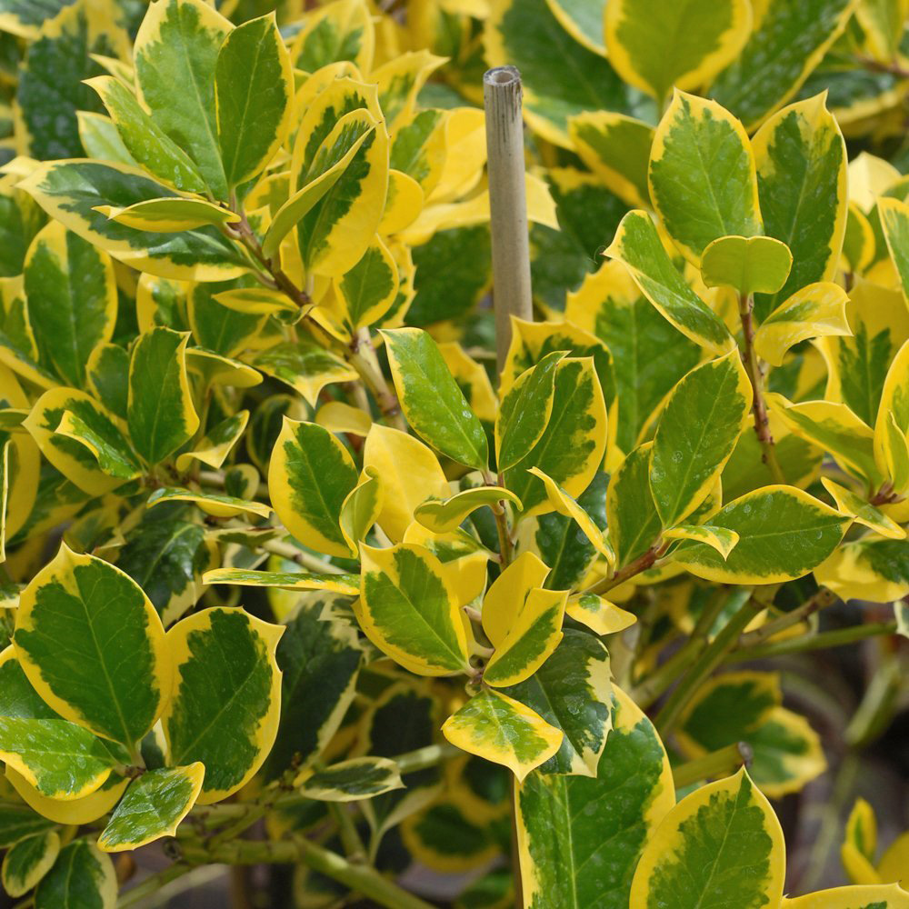 Thompson and Morgan Ilex Holly Golden King Standard Plant Pot 17cm Image 1
