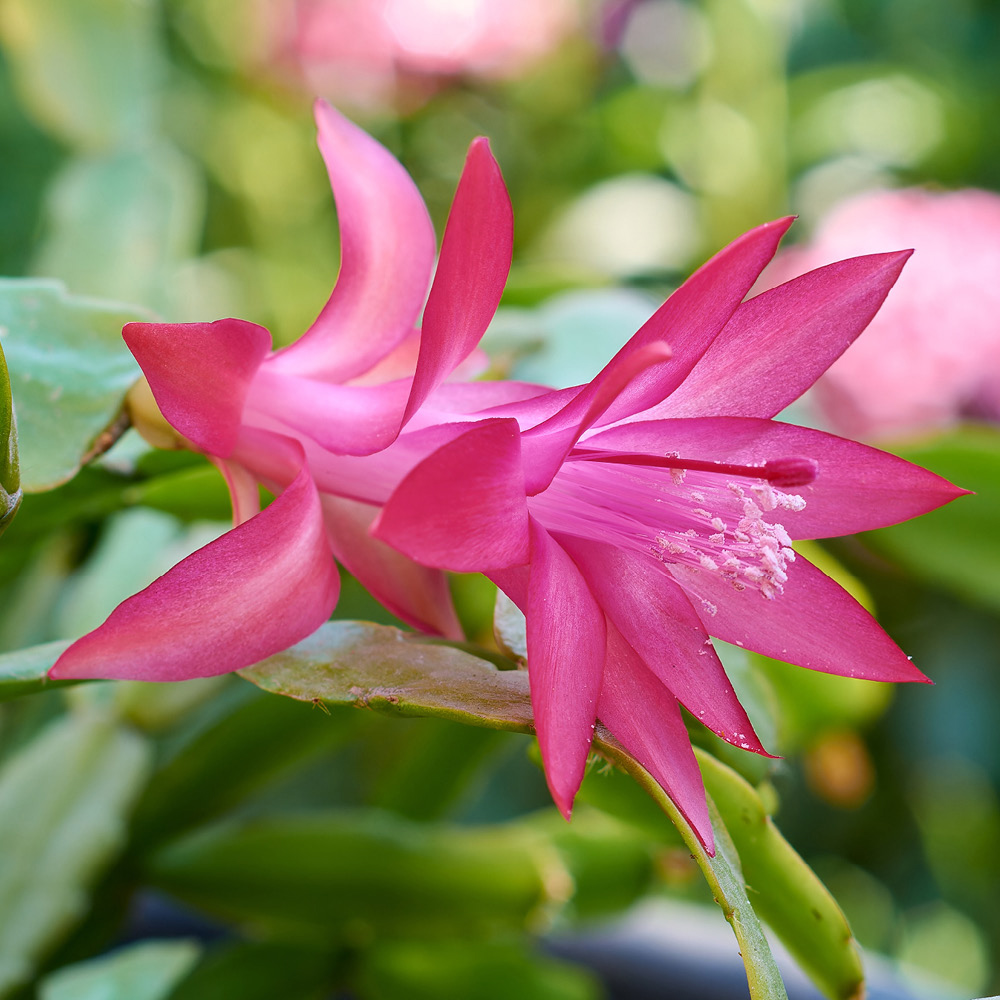 wilko Christmas Cactus Schlumbergera Multicolour Plant Pot 13cm Image 4