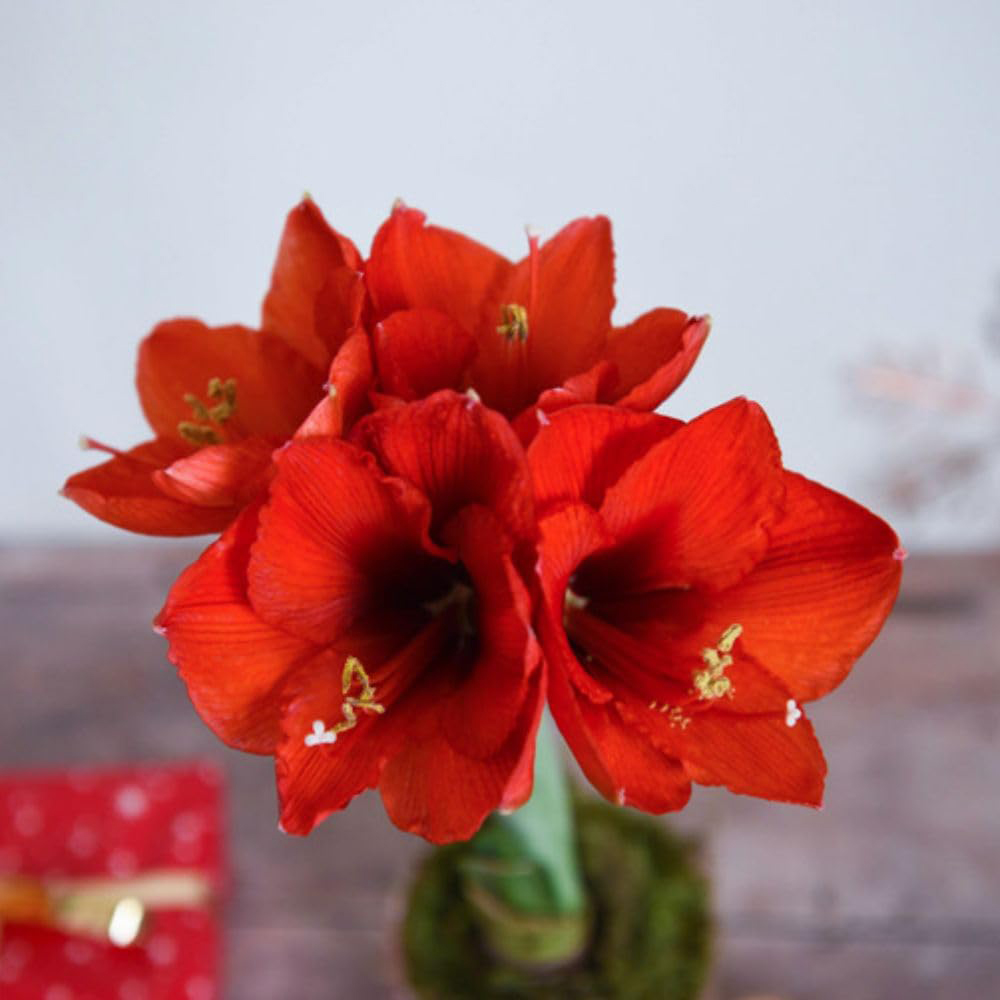 Thompson and Morgan Christmas Gift Amaryllis Plant Pot with LED Image 6